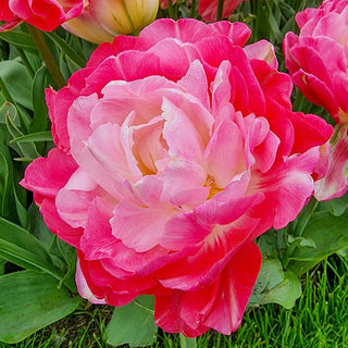 Double Sugar Tulip Seeds